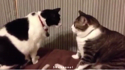 Bicolor Cat Attack GIF