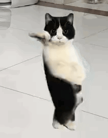 Bicolor Cat Rare Steps Dancing Cat Meme GIF