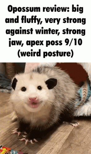 Big And Fluffy Possum GIF
