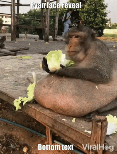Big And Loose Tummy Fat Monkey GIF