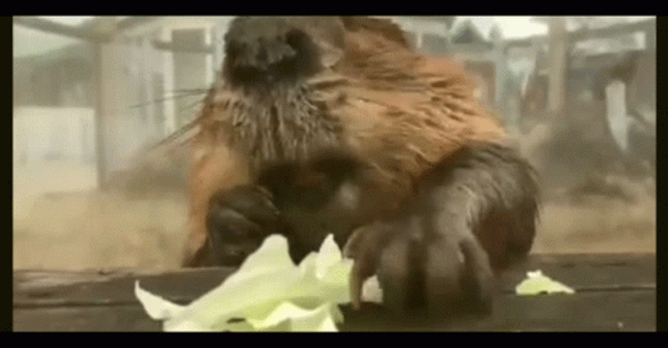 Big Beaver Munching On Veggies GIF