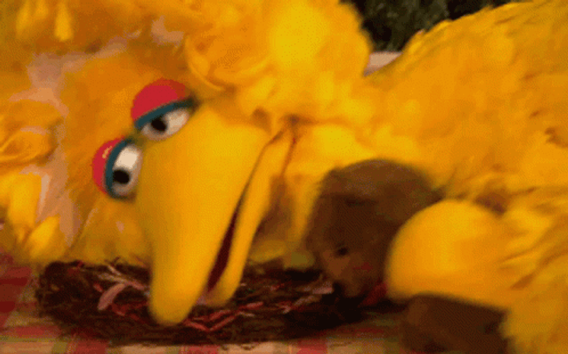 Big Bird Lying On The Floor GIF