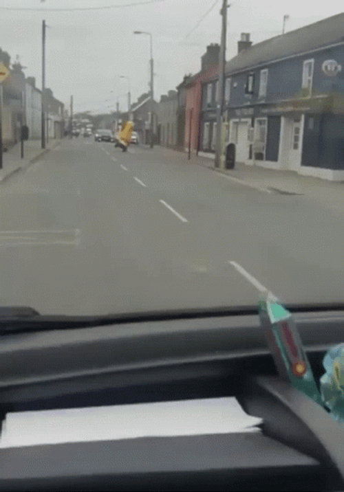 Big Bird Reckless Toy Car Driving GIF
