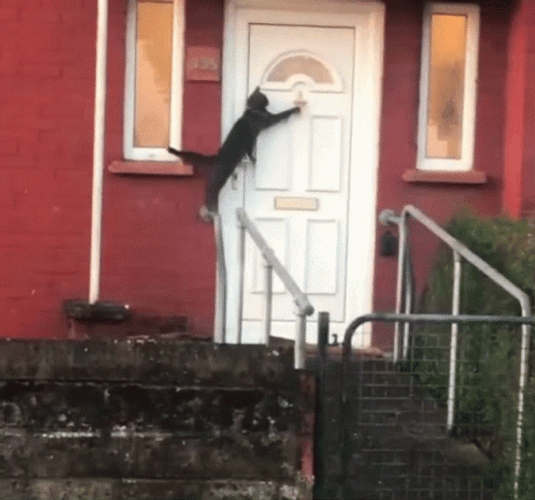 Big Black Cat Knock Knock The Door GIF