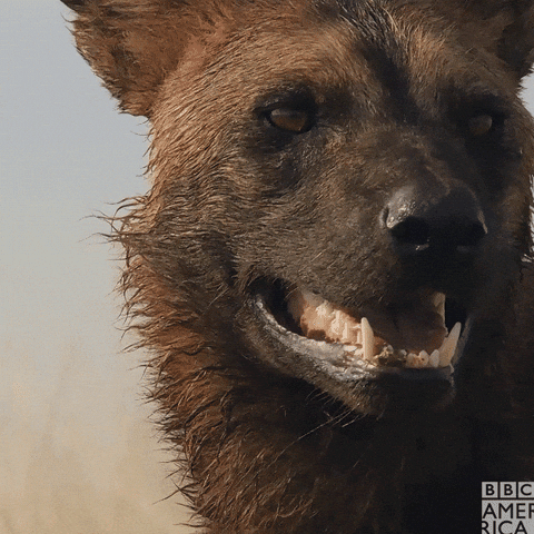 Big Boss Hyena GIF