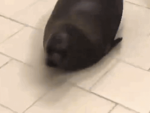 Big Bouncing Seals Looks For A Friend GIF
