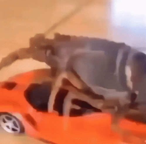 Big Bug On Car Meme GIF