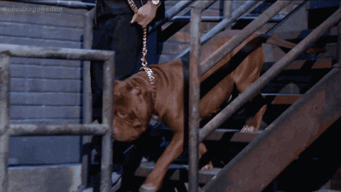 Big Bull Dog Walking Faces Back GIF