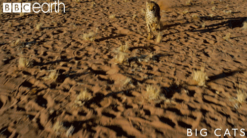 Big Cat Cheetah Running On The Dust GIF