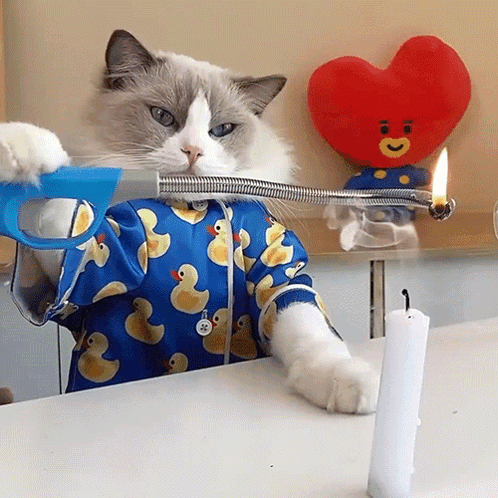 Big Cat Lighting Bougie GIF