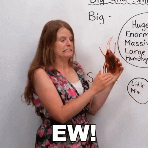 Big Cockroach Ew Emma Engvid GIF