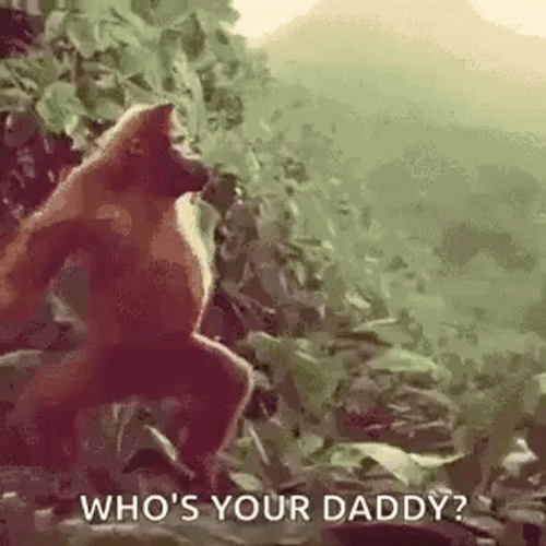 Big Daddy Dancing Monkey GIF