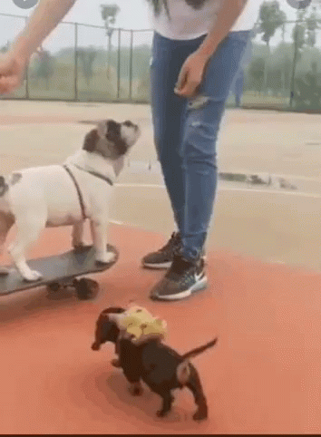 Big Dawg Skating GIF
