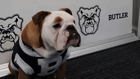 Big Dog Aye Hey Five GIF