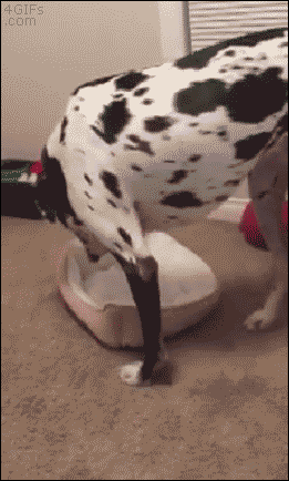 Big Dog Dalmatian Can't Fit To Bed GIF