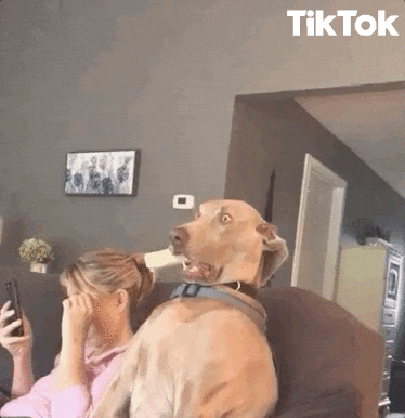 Big Dog Face Shock GIF
