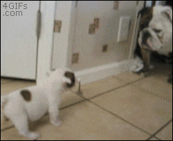 Big Dog Fights Puppy Gets Scared GIF