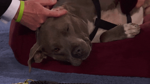Big Dog Gets Head Scratches Rub GIF