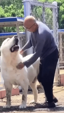 Big Dog Gets Rubs By Guy GIF