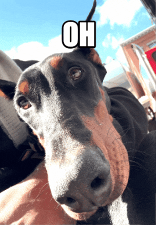 Big Dog Hey There GIF