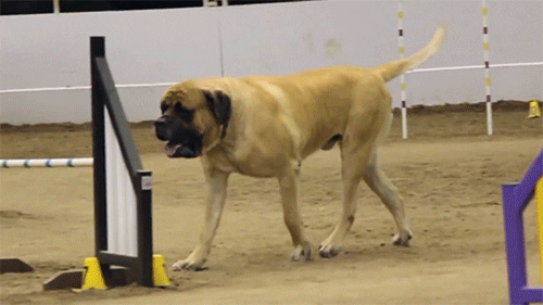 Big Dog Jumps On Obstacles GIF