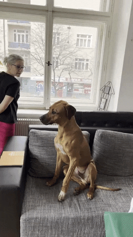 Big Dog Looks At Window GIF