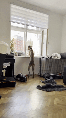 Big Dog Looks At Window Gets Down GIF