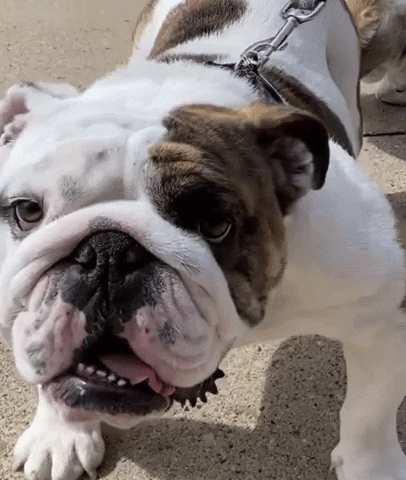 Big Dog Looks At You Tongue Out GIF