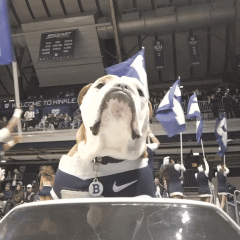 Big Dog On Car Parades GIF
