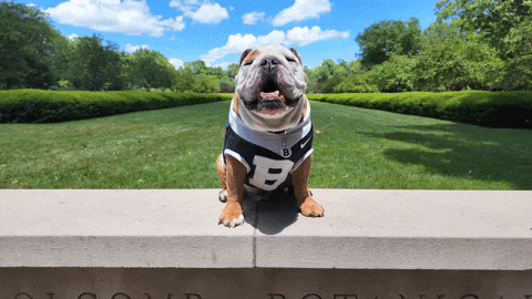 Big Dog On Clothes Poses GIF