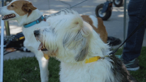 Big Dog On Leash Sniffing GIF