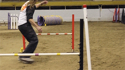 Big Dog Runs Through Obstacle GIF