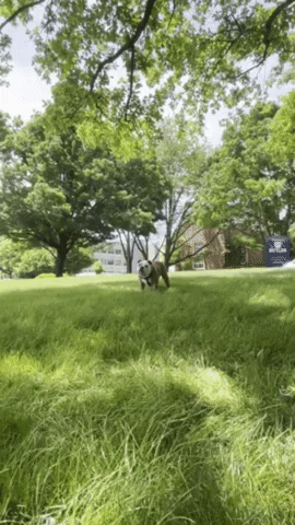 Big Dog Take It All In GIF