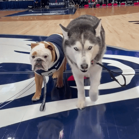 Big Dog Walking Through Court GIF