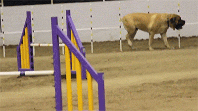 Big Dog Walks Slowly Through Obstacles GIF