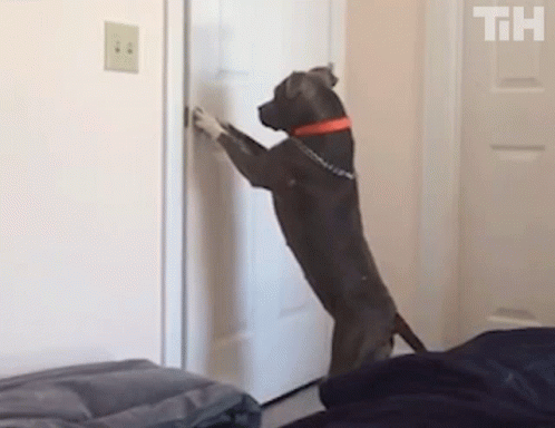Big Doggo Open Door GIF