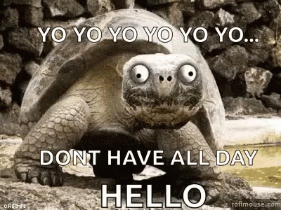 Big Eyed Turtle Saying Yo Yo Yo Beside Rock Wall GIF