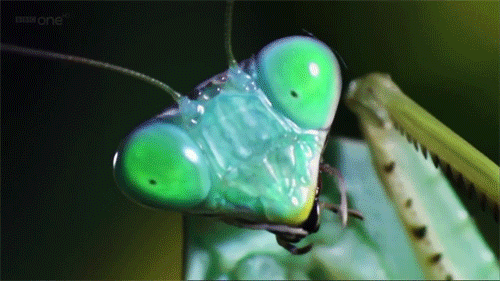 Big Eyes Crickets Close Up GIF