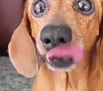Big Eyes Dog Tongue Lick GIF