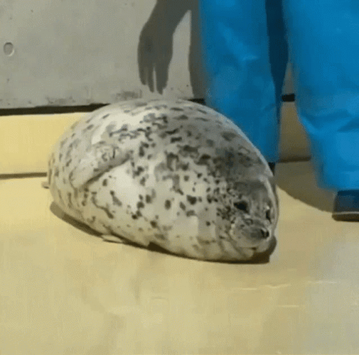 Big Fat Seal Rolling GIF