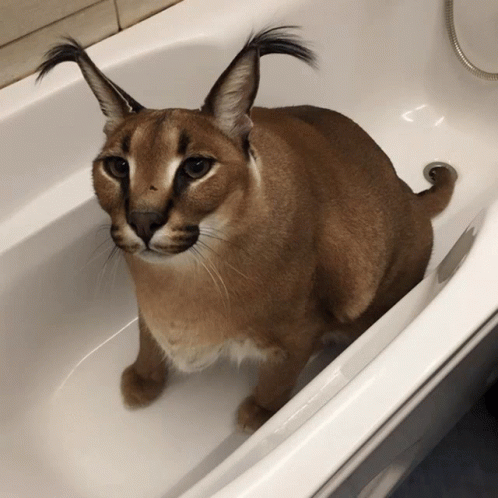 Big Floppa Beluga Cat GIF