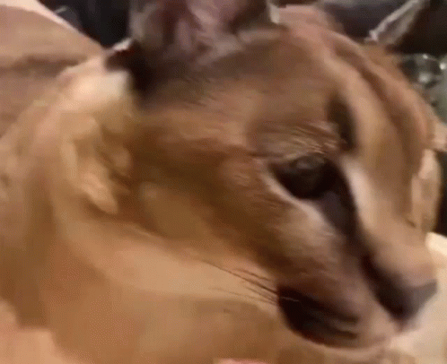 Big Floppa Caracal Getting Pets GIF