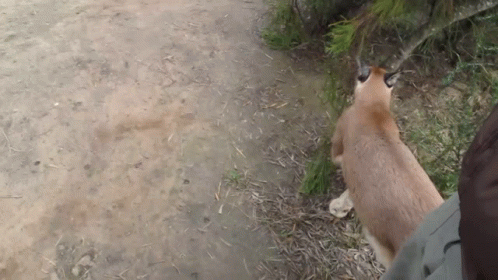 Big Floppa Caracal Marking Territory GIF