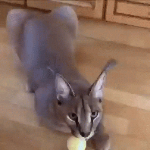 Big Floppa Caracal Playing With Ball GIF