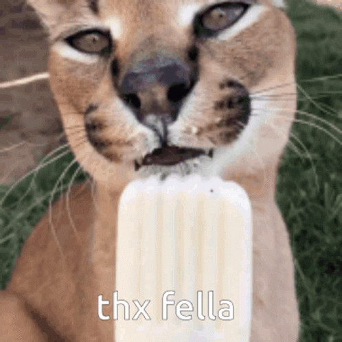 Big Floppa Enjoying Ice Cream GIF