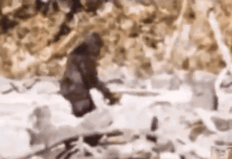 Big Foot Caught On Cam GIF