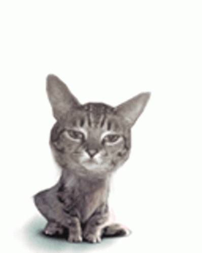 Big Head Surprise El Gato Meme GIF