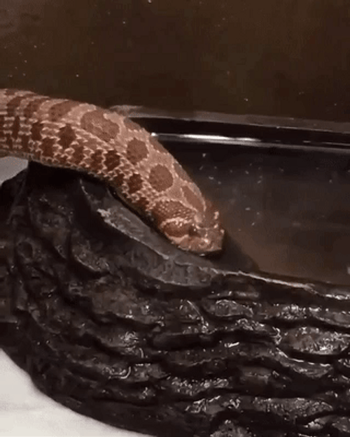 snakes wearing hats gif