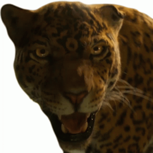 Big Jaguar Hissing GIF