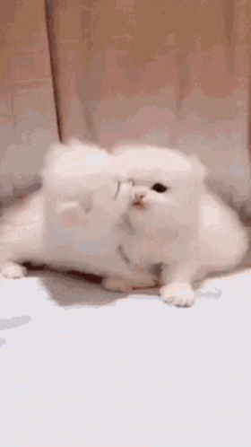 Cute Kittens Big Kiss GIF